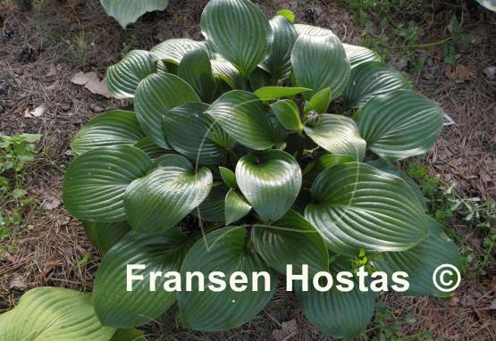 Hosta Joseph